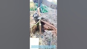 Uprooting the Harvest: How a Modified Excavator Transforms Tuber Farming