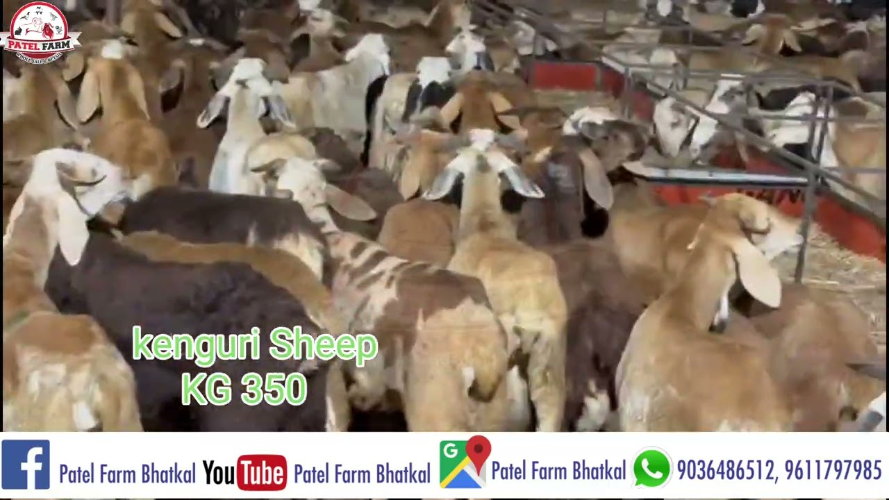 kenguri Sheep # Sheep Farm # Karnataka Sheep # Sheep Farming