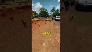 Ternyata Pulau Ayam Beneran Ada 🐔 #videoshort