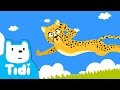 Cheetah ♪ Speedster of the Savanna | Jungle Songs | Animal Songs | TidiKids
