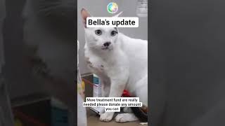 please consider sparing just $1 it may seem small, but together it can give her a second chance #cat