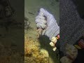 LIVE🔴-I catching seafood on the seafloor. Look what I caught.-Z1027-1#fishing #ocean #deepsea #beach