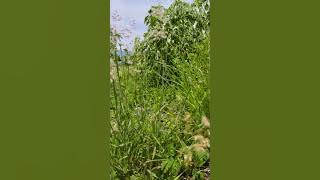 Jang Ale Cari Beta Lai