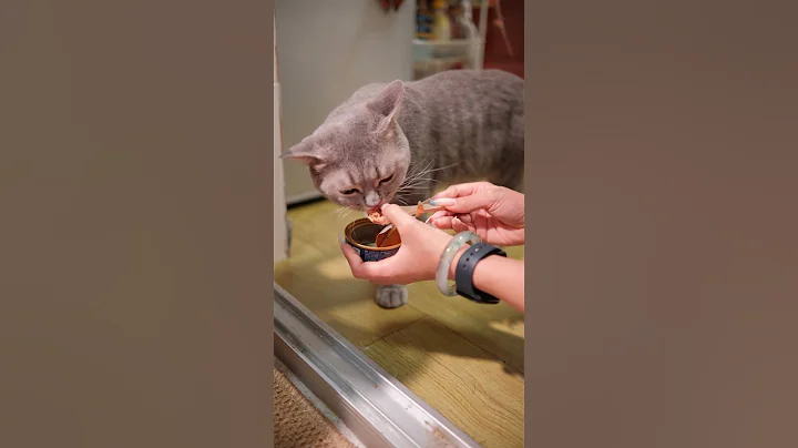 Watch the video about Dami needs to be fed.#cat #cute #funny cats #kitty #Cat videos #Cute cats #Kitten videos #shorts