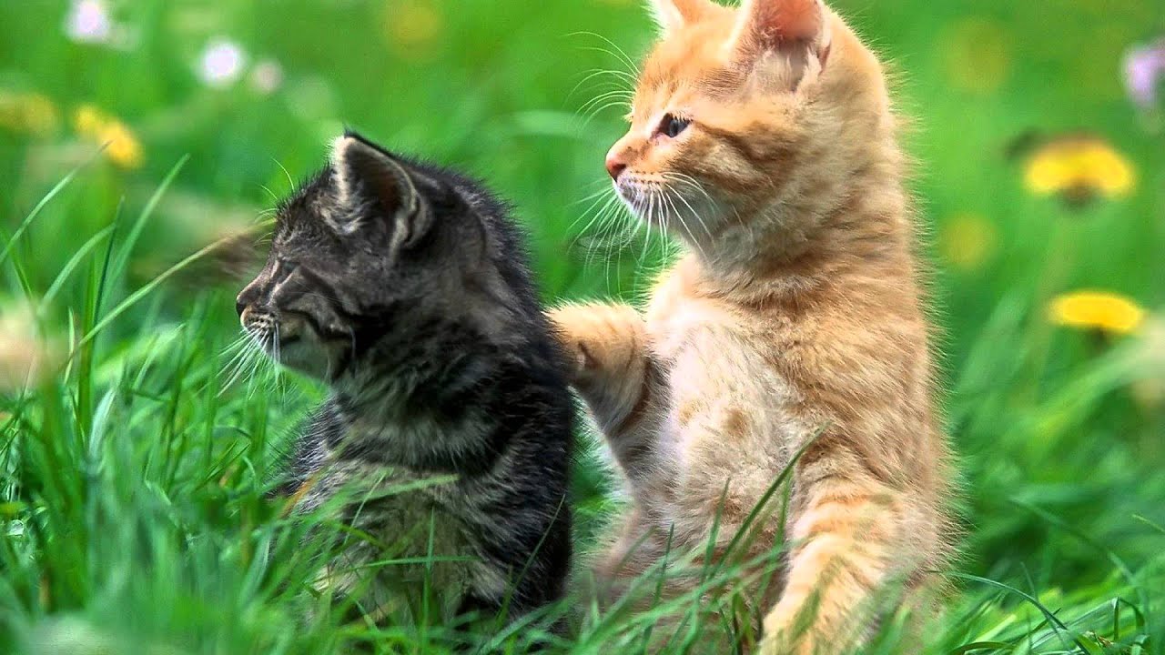 Cute Pussy Cat In Hd 1080p Youtube