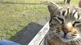 モフられ好きの野良猫、ナデナデしてもらいたくて何度も頭を擦り付けて来る