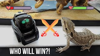 Lizard Vs. Robot | Baby Bearded Dragon Reacts to Anki/DDL Vector Robot |