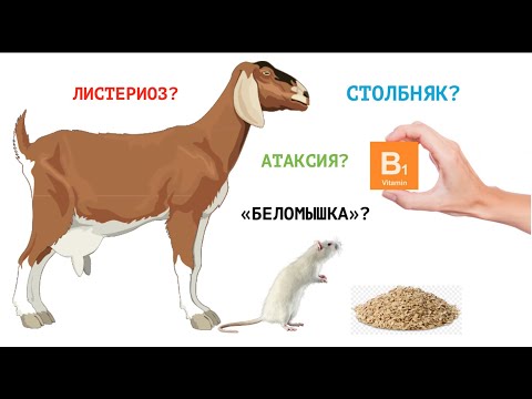 СУДОРОГИ У КОЗЫ / ЧТО ЗА БОЛЕЗНЬ?