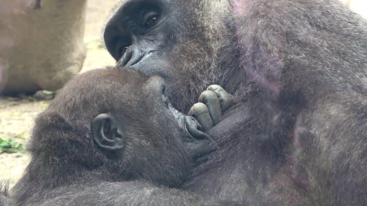 Беременности нет. Кинтаро все еще щиплет мамин сосок.Передних зубов пока нет【 Зоопарк Киото, горилла