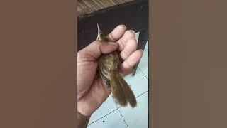 Cara akurat membedakan burung kerak basi alis putih yang jantan dan betina