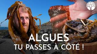 Les Algues Sauvages La Ressource Que Vous Ignorez
