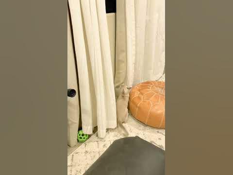 Kitten climbs curtains 😳 - YouTube