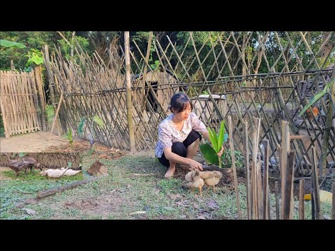 Video: Plantera kokospalmer: odla kokosnötsträd från kokosnötter