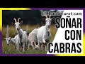 Qué Significa Soñar Con Cabras Mejores Interpretaciones