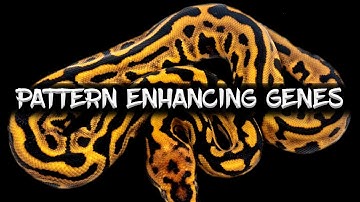 The Best Ball Python Pattern Enhancing Genes