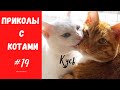 Смешные КОТЫ КОТИКИ КОТЯТА Приколы с животными #19