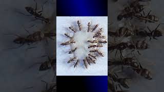 FAKTA UNIK TENTANG SEMUT #semut #ants #binatang #semutmerah #animals #semutkecil