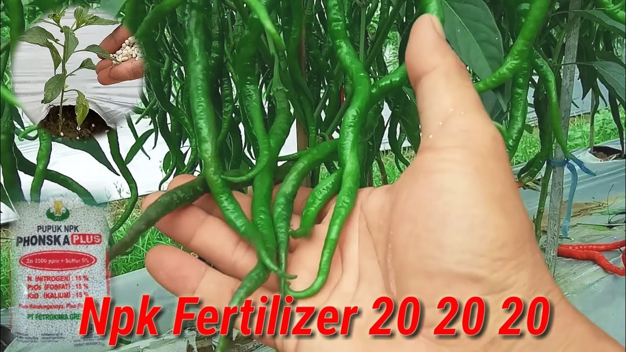 2 Types of Best Npk Fertilizer For Chili, Tomato, Onion For Beginners