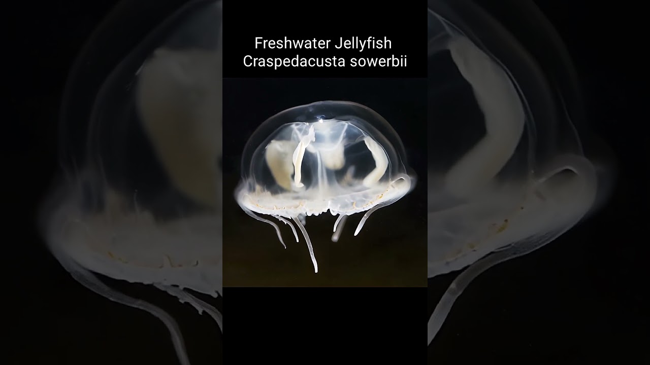 Freshwater Jellyfish - Craspedacusta sowerbii 