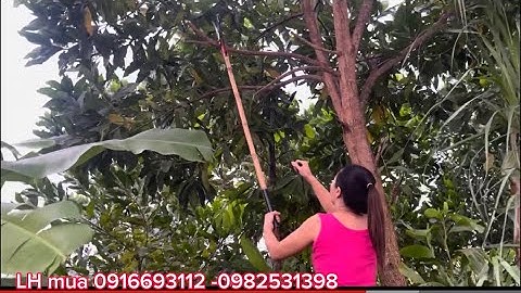 Mẫu kéo cắt cành trên cao giá rẻ độ bền 5 năm trưa hỏng