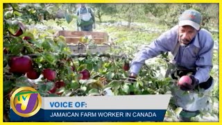 Farm Workers Experience in Canada | TVJ All Angles