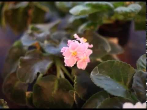 ოთახის მცენარეები  - House Plants - გადაცემა \"ეკოვიზია\" - 'Ecovision' TV Show