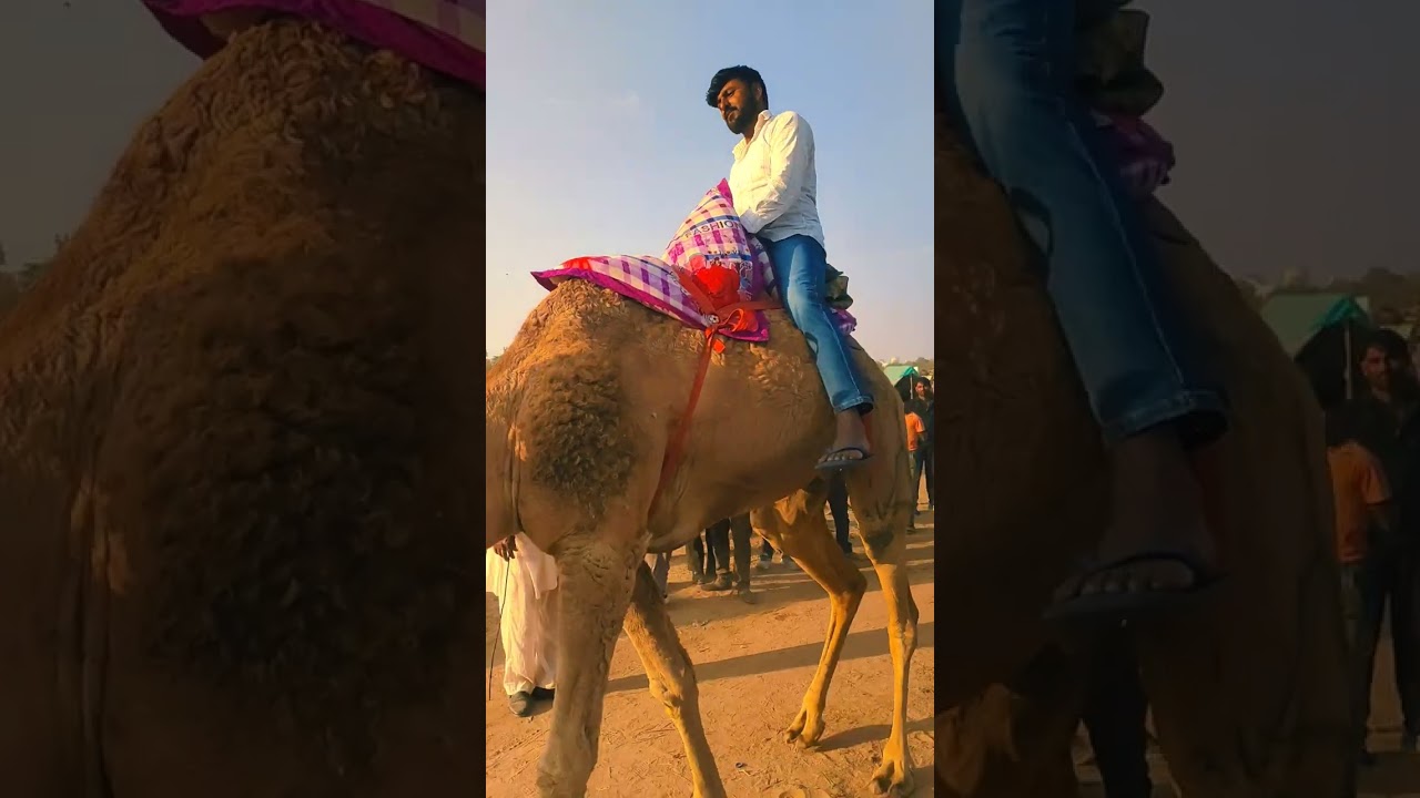 Nagaur Animal Festival 