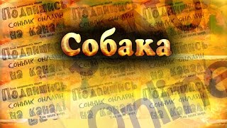 видео Сонник Собака во сне?