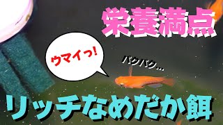 高栄養価、粒も細かくて消化もいいめだか餌「リッチA」を最近愛用しています☆