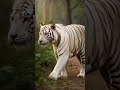 #DreamScreenAI @ChuChuTV @tydollasign #cat #cute White Bengal Tiger
