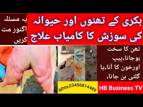        بکری کے تھن اور حیوانہ کی سوزش کا علاج