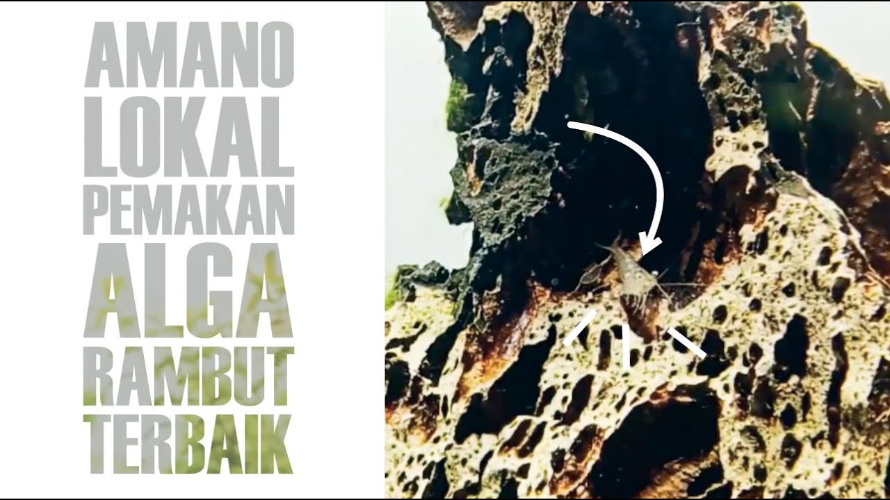 Udang Amano Lokal, Pembersih Algae Rambut Terbaik