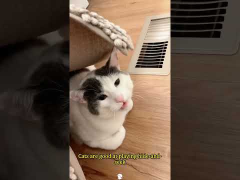 Cats are good at playing hide-and-seek.#cat  #funnycat #cats #fyp
