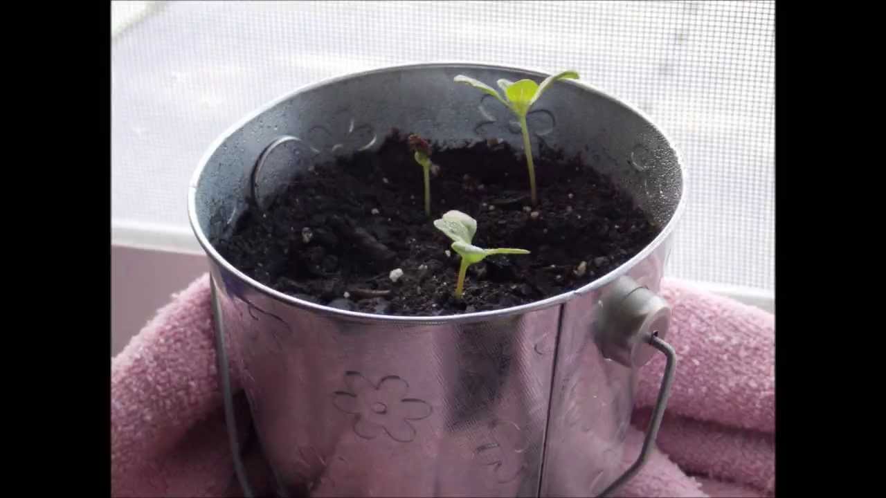 Flower Time Lapse