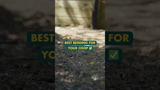 What is the best bedding for your coop?  #chickenkeeping #chickens #chickencoop #homestead