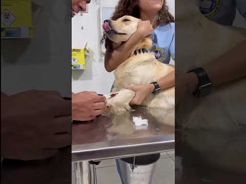 A minha cachorrinha está passando mal #dosrosas