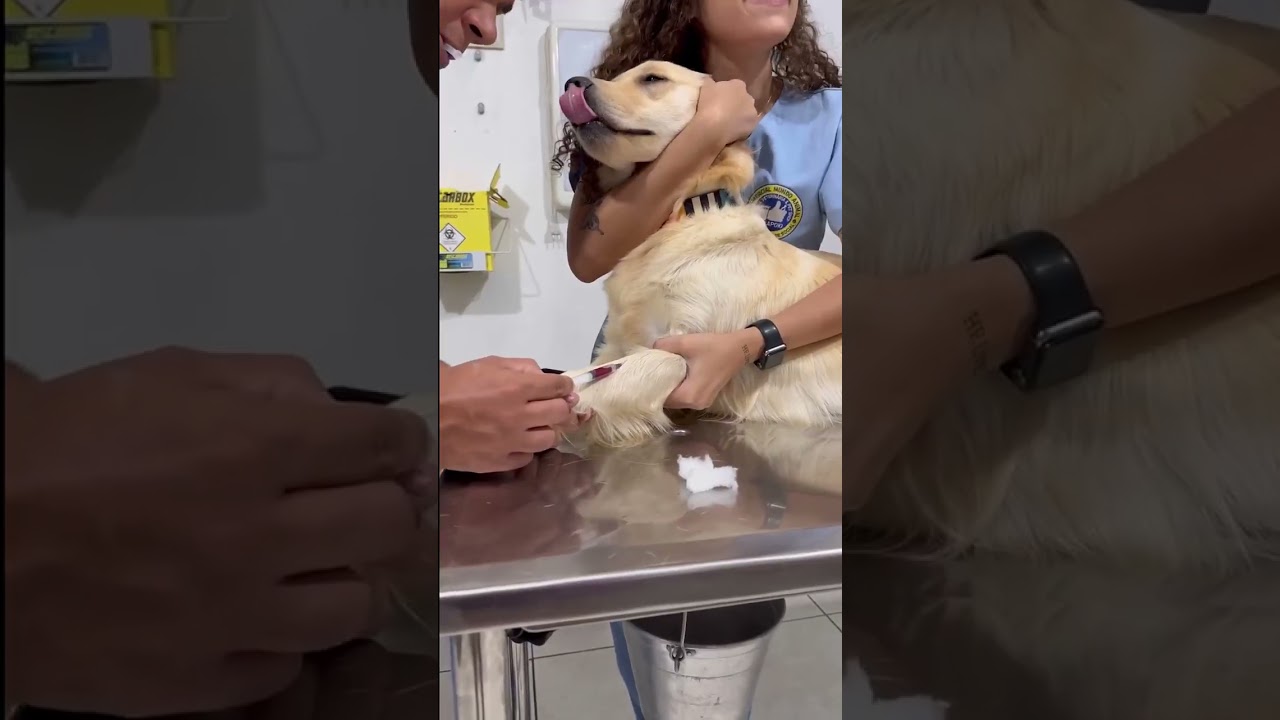 A minha cachorrinha está passando mal #dosrosas