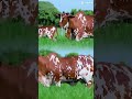 Nelore pintado, Este animal apresenta as características marcantes #fazenda #pecuarista #gado #agro