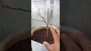 Lemon Plant Growing Problem | Lemon Plant Care Tips