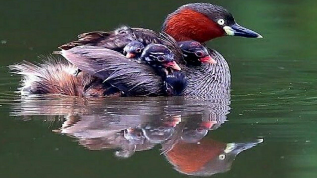 Little grebe carries her babies under her wing||