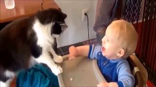 Famous 😍😂Funny Cat Videos Compilation 2017 - Try not to laugh -New October Vol 1 Wealth