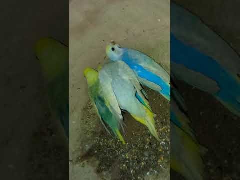جوج های مرغ عشق رنگین کمانی مرغ عشق Budgie پرندگان پرنده Parrot 