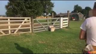 Baby horse rescued from slaughter races to greet human mama