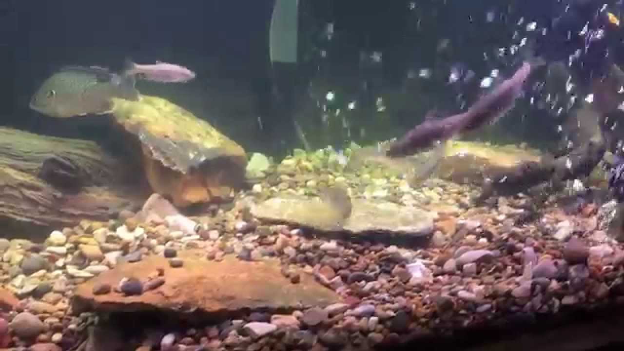 Missouri Native Stream Fish Aquarium YouTube