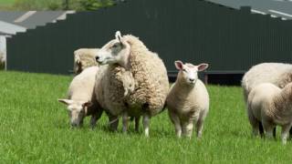 Value of EBVs and By Eye in Selecting Tups II