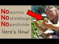 Easy and cheap way to keep worms and stinkbugs out of your tomatoes squash and cucumbers