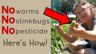 Easy and Cheap way to keep worms and stinkbugs out of your tomatoes, squash, and cucumbers