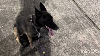 Obedience Training - problem solving