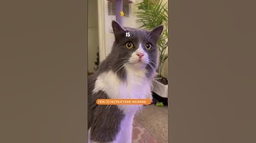 #didyouknow #cat training is bonding with your 🐈‍⬛