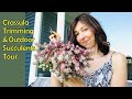 Crassula Trimming/Propagation, Tour of Succulents Outside on the Porch, Graptopetalum Propagation
